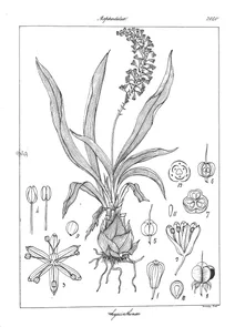 Ledebouria hyacinthina
