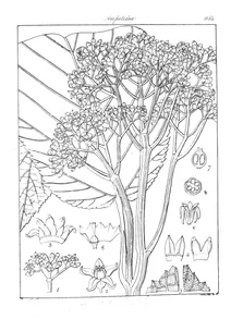 Leea macrophylla