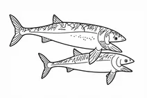 Leedsichtys