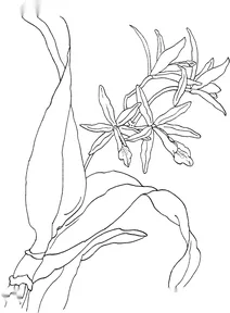Леліокаттлея роджо(laeliocattleya)