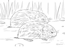Лемінг коричневий