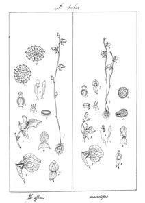 Lentibulariaceae