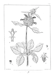 Leonotis nepetifolia
