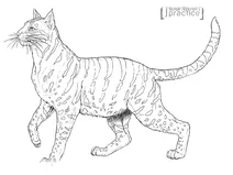 Леопард андський