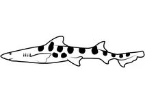 Леопардова акула звичайна (triakis semifasciata)