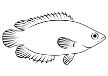 Леопардова кущова рибка (ctenopoma acutirostre)