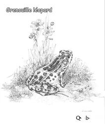 Леопардова жаба