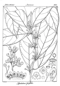 Lepidadenia griffithii