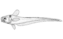 Lepidorhynchus denticulatus (колючезубий хвостокол)