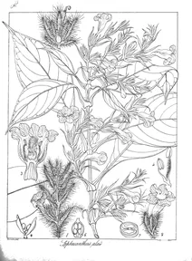 Leptacanthus alatus