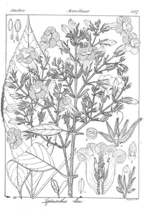 Leptacanthus walkeri nees