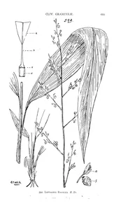 Leptaspis banksii