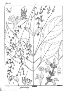 Leptostachya wallichii