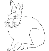 Lepus arcticus