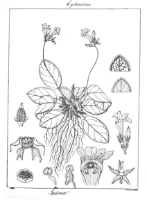 Лердонія індіка