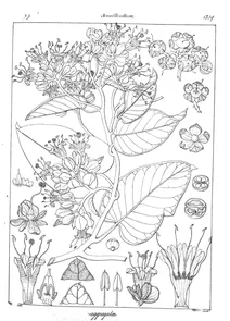 Lettsomia aggregata