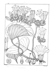 Lettsomia setosa roxb