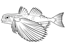 Летючий гурнад (dactylopterus volitans)