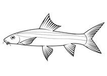 Летючий лис (epalzeorhynchos kalopterus)