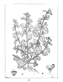 Leucas biflora
