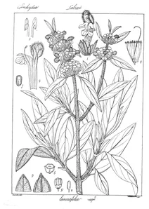 Leucas lanceaefolia