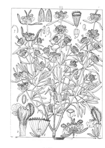 Leucas rosmarinifolia