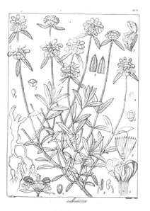 Leucas suffruticosa benth