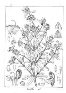 Leucas ternifolia