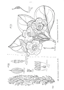 Leucopogon cuspidatus та rhododendron lochiae
