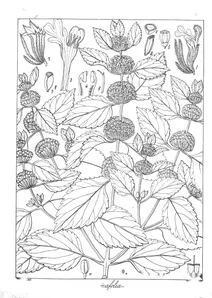 Leucus urticafolia