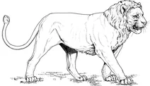Лев із короткою гривою