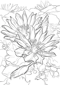 Левізія оновлена (лат.lewisia rediviva)