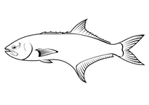 Леєрфіш (lichia amia)