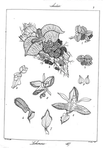 Lichenora jerdoniona