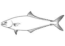 Лідержакет (oligoplites saurus)
