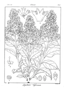 Ligustrum neilgherrense