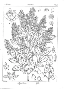 Ligustrum perrottetii