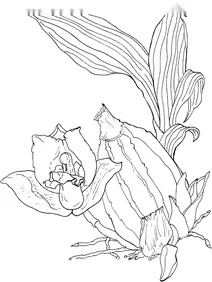 Лікаста запашна (lycaste aromatica)