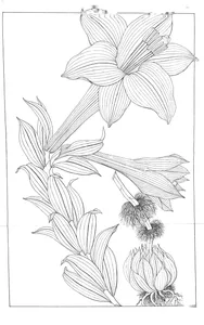 Lilium neilgherrens