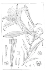 Lilium tubiflorum