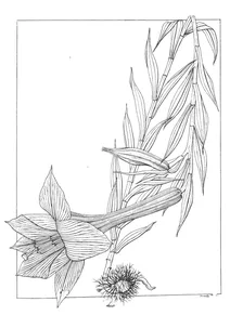 Lilium wallichianum