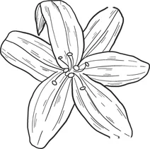 Лілія