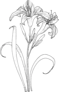 Лілії