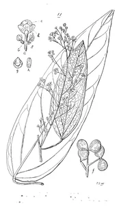 Limacia selwynii