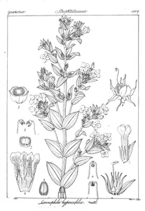 Limnophila hypericifolia