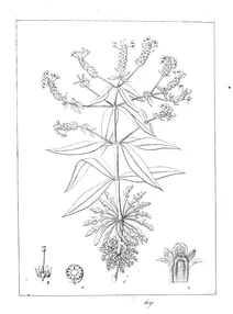 Limnophila polystachya