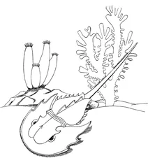 Limulidae