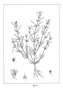 Lindernia hyssopioides