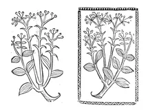 Лінен блюме, 1497-1500