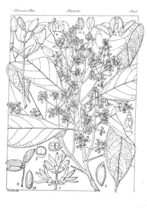 Linociera intermedia